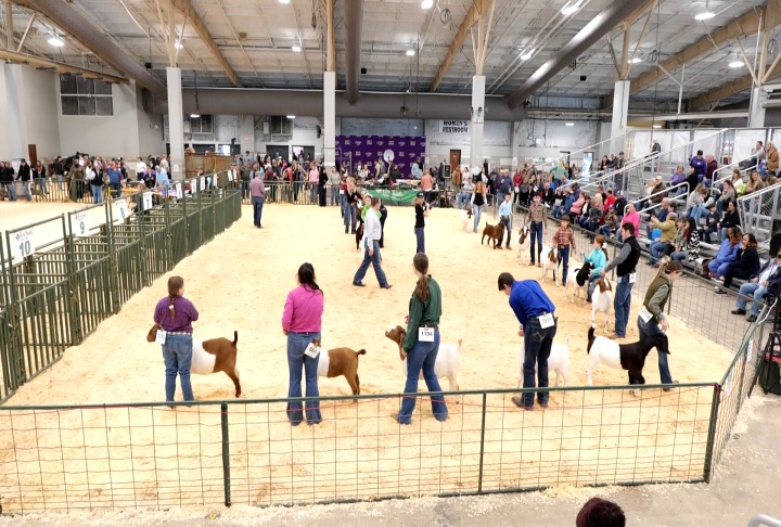 4-H youth show determination and commitment at LSU AgCenter Livestock Show